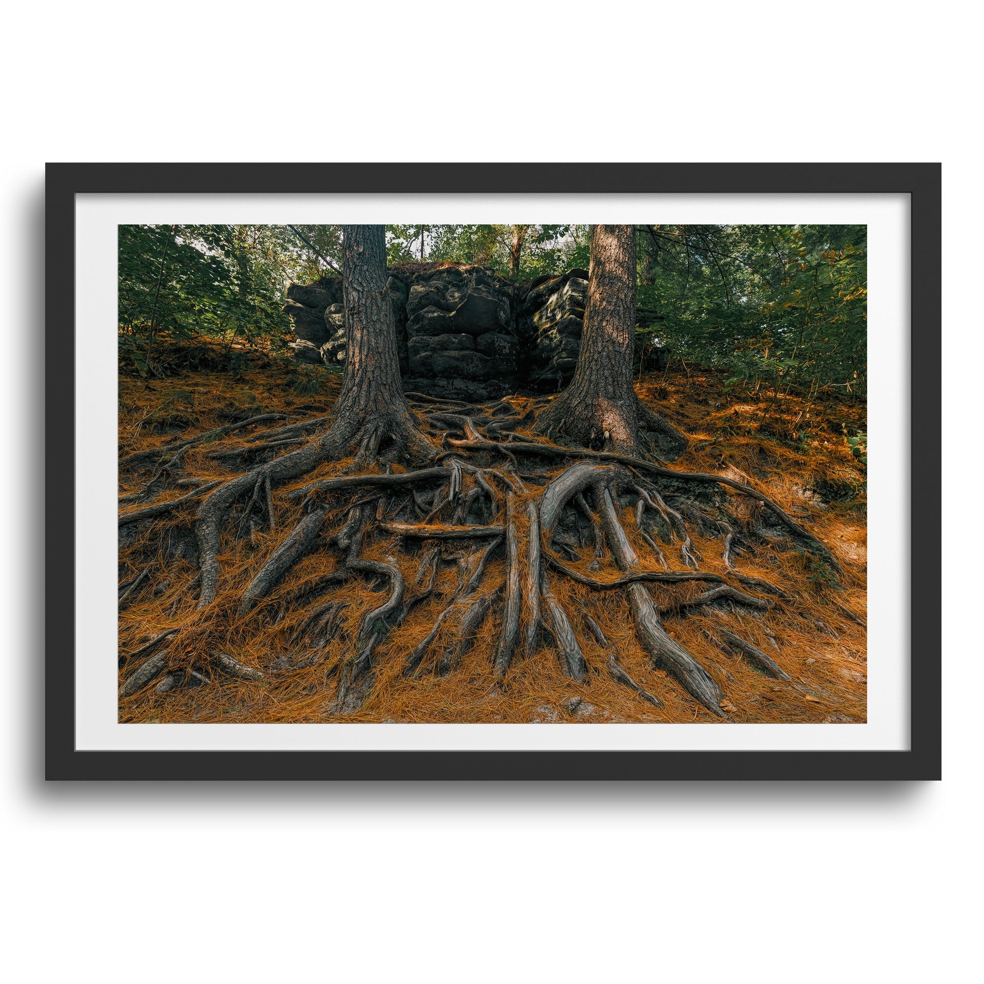 Starved Rock State Park • Oglesby, Illinois