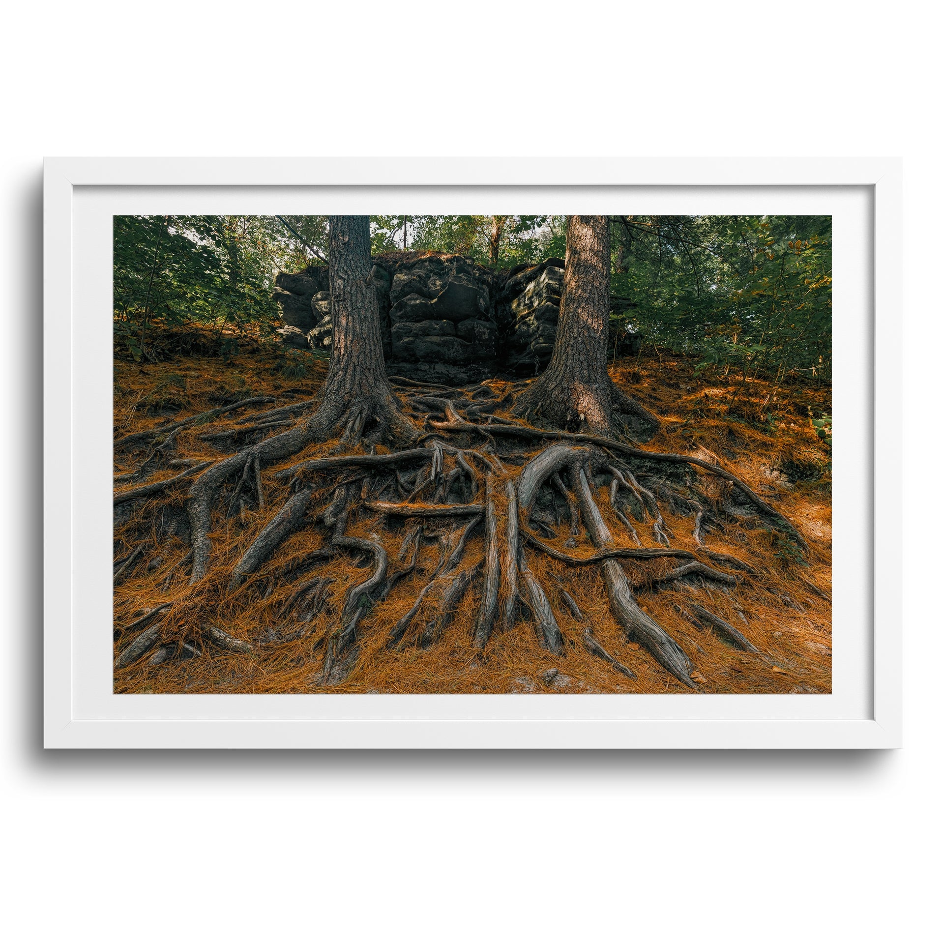 Starved Rock State Park • Oglesby, Illinois