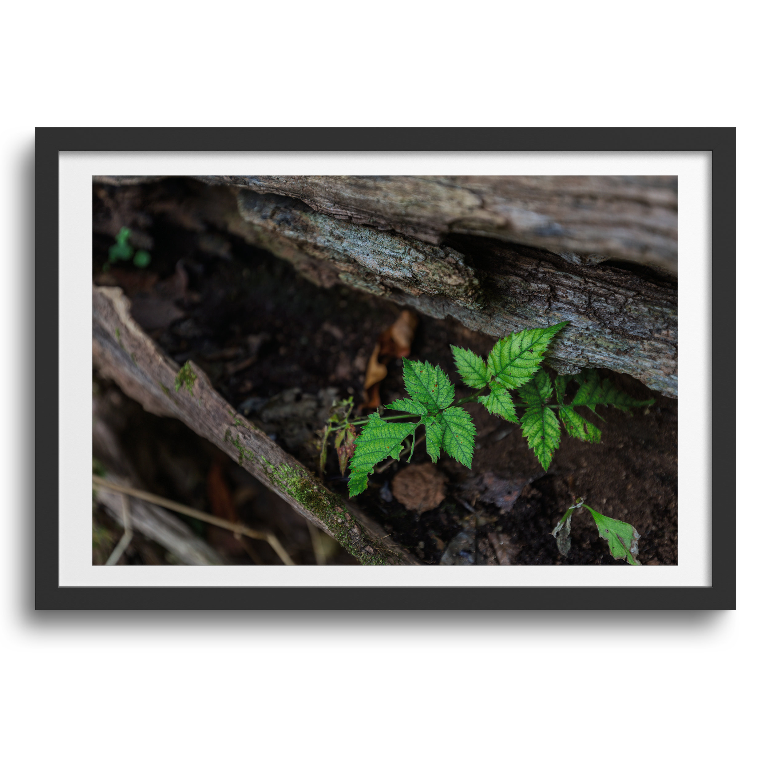 Meyer Broadway Park • Three Rivers, Michigan