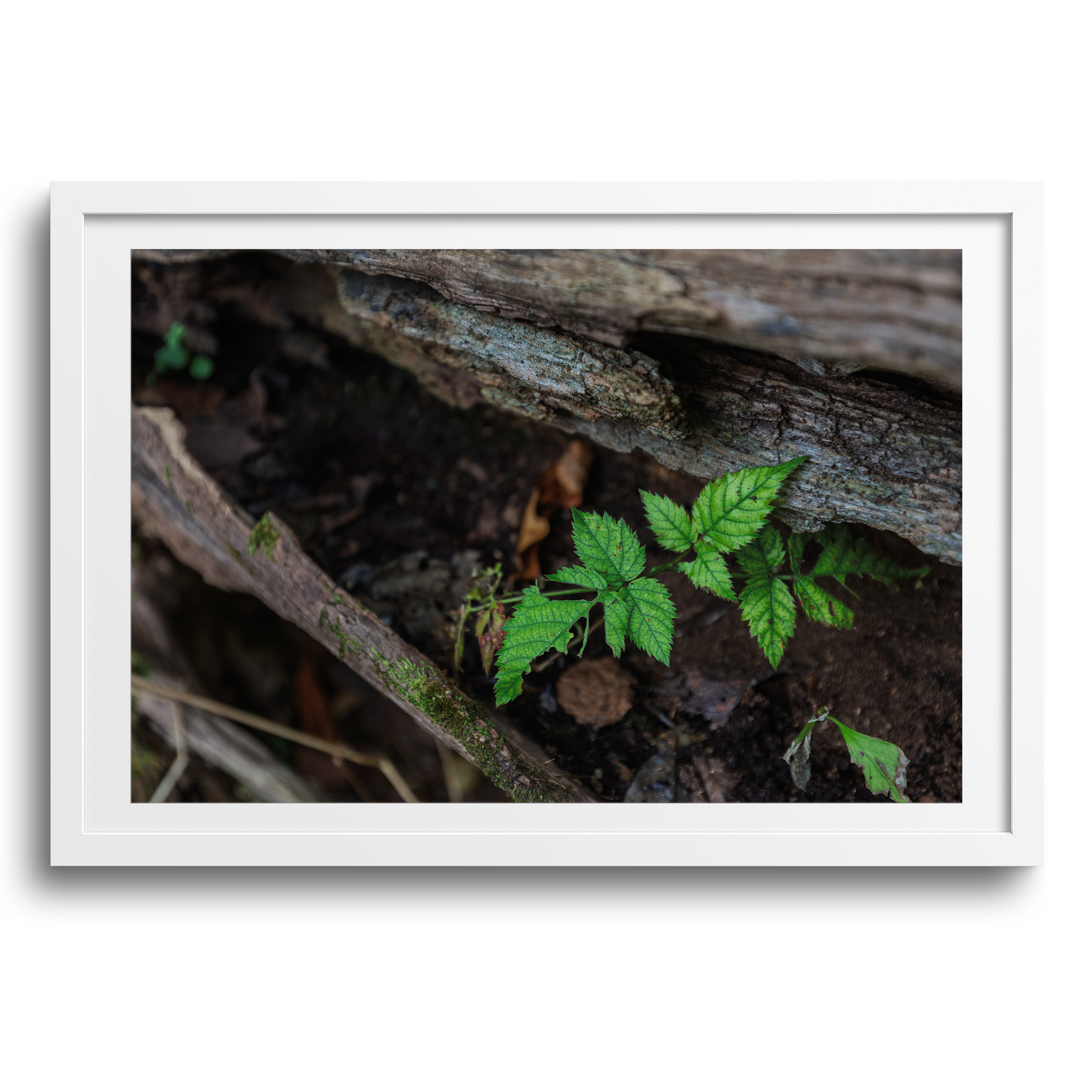 Meyer Broadway Park • Three Rivers, Michigan